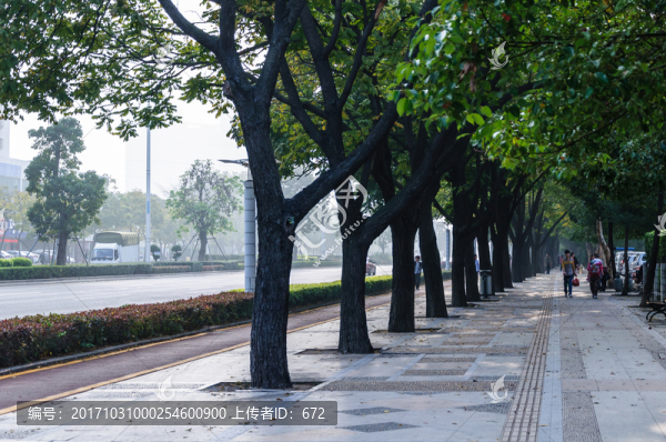 林蔭道
