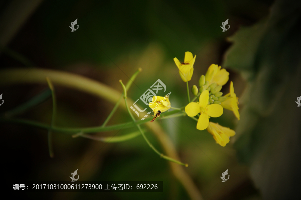 蜂花戀