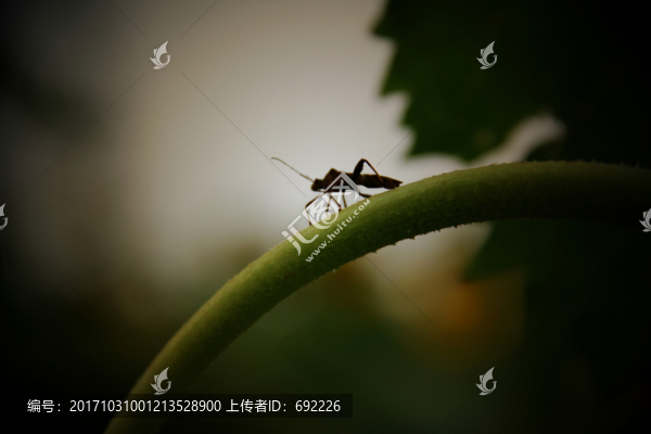 昆蟲(chóng)與植物