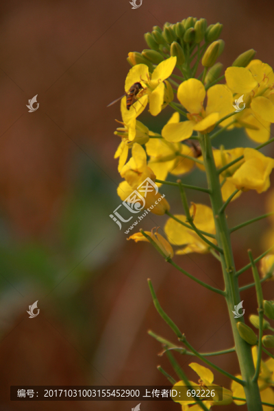 蜂花戀