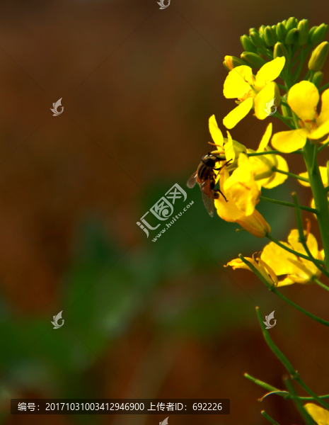 蜂花戀