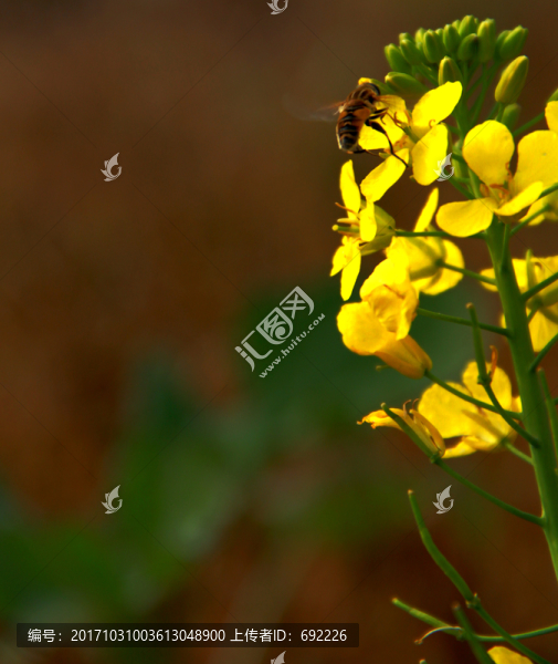 蜂花戀