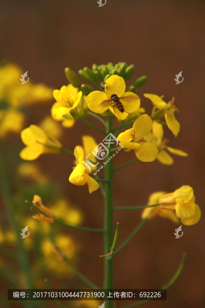 蜂花戀