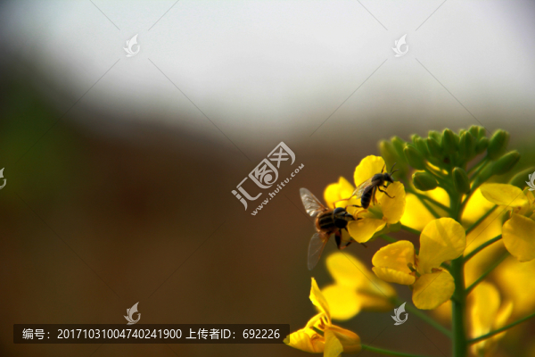 蜂花戀