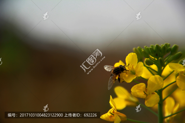 蜂花戀
