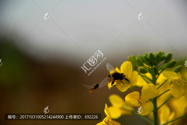 蜂花戀