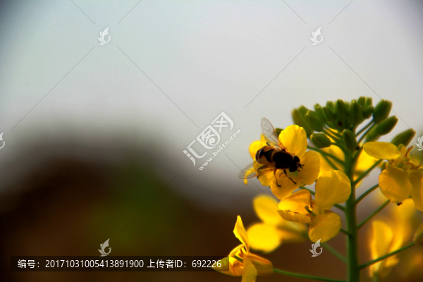 蜂花戀
