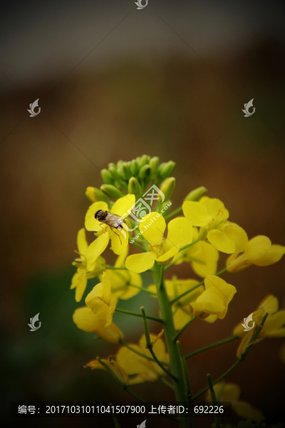 蜂花戀