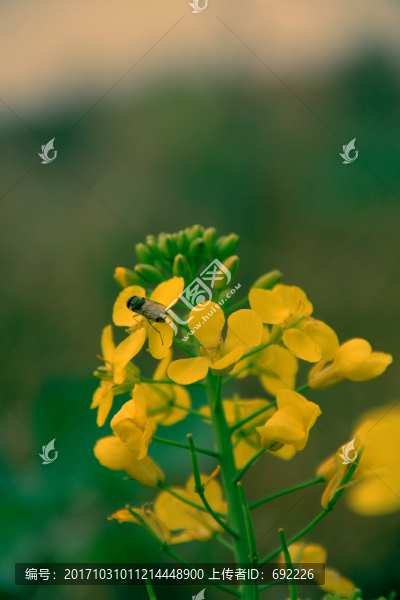 蜂花戀