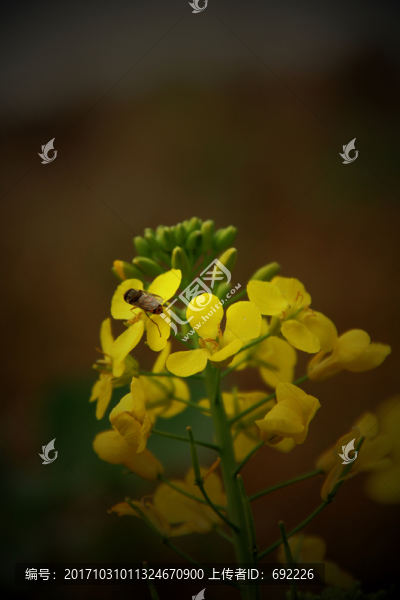 蜂花戀