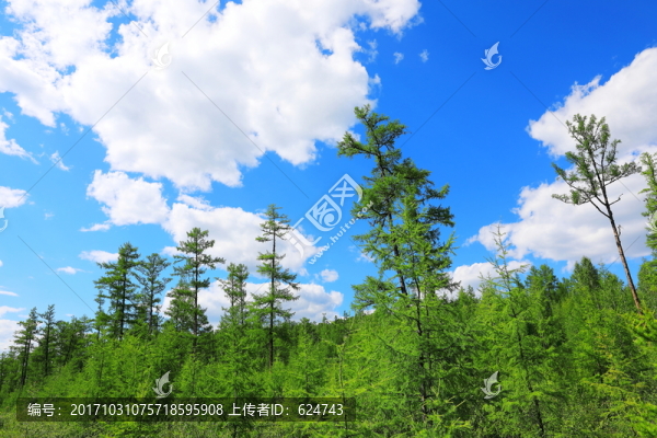 興安落葉松