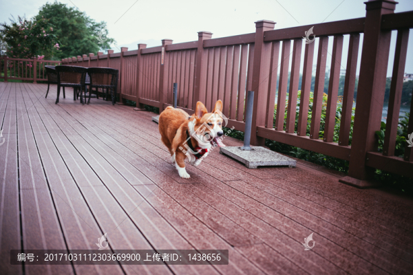 狗
