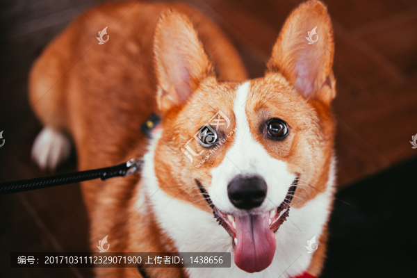 狗