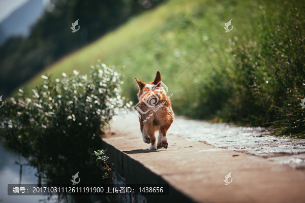狗