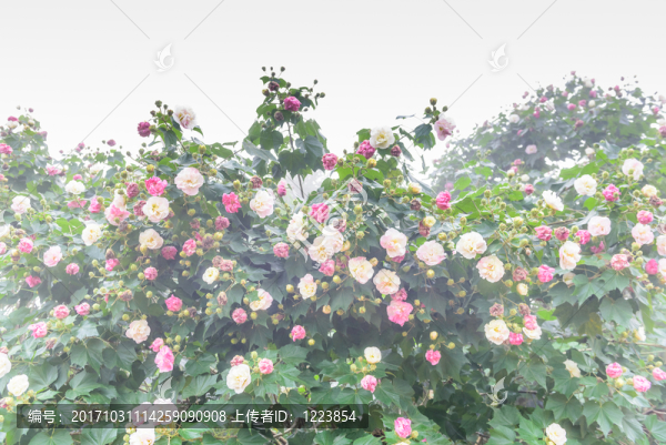 芙蓉道
