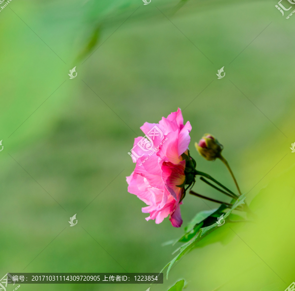 芙蓉花