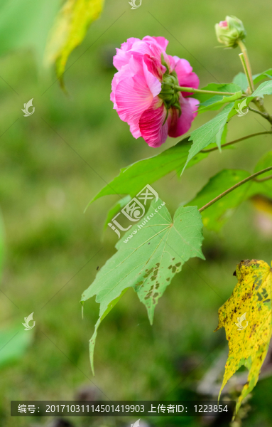 芙蓉花