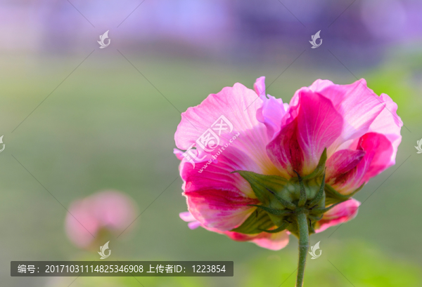 芙蓉花