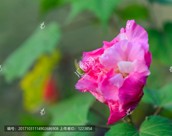 芙蓉花