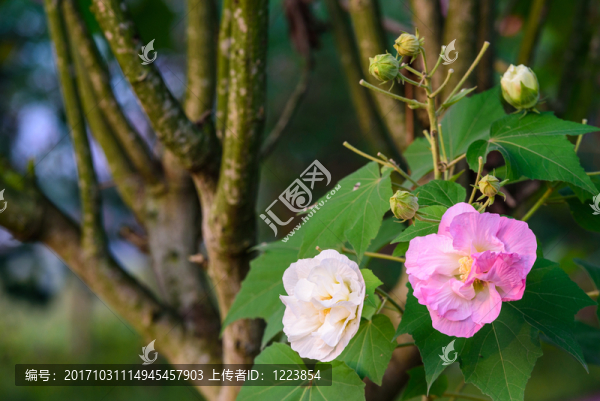 芙蓉花