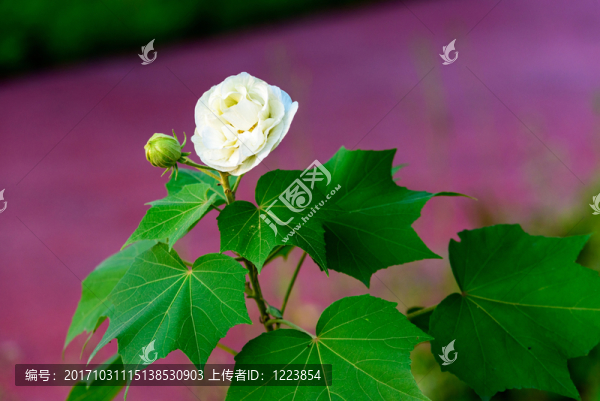 芙蓉花