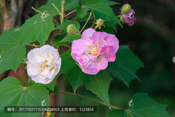 芙蓉花