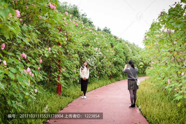 芙蓉花