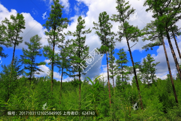 興安落葉松