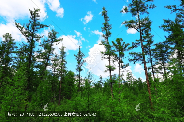 興安落葉松