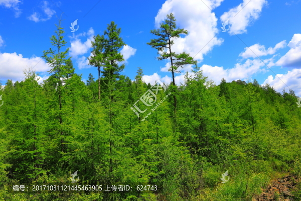興安落葉松