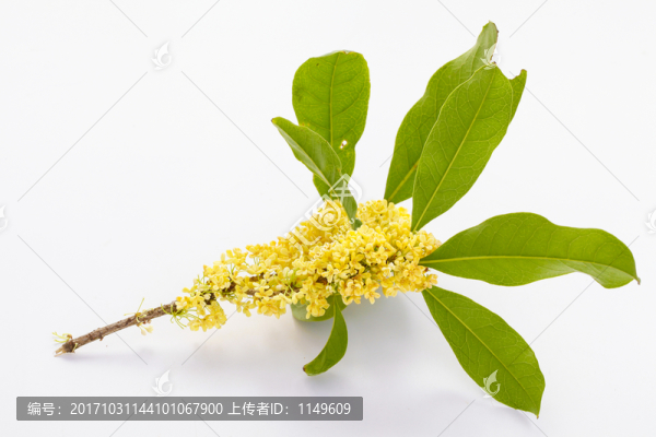 桂花