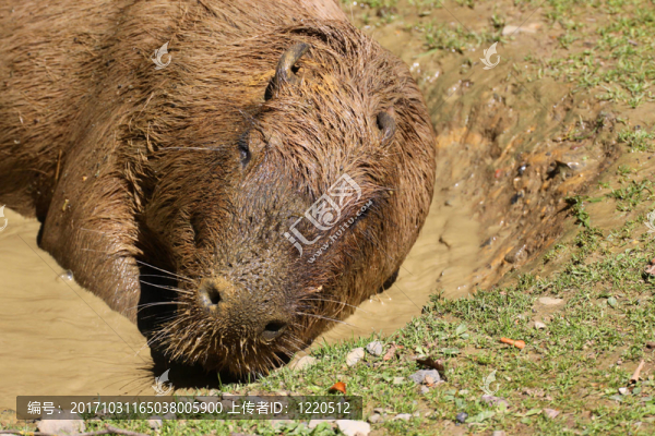 動物