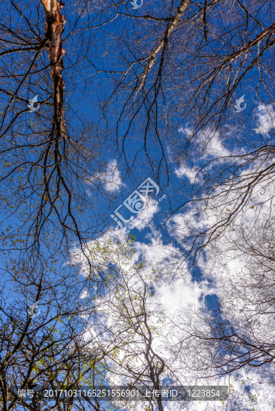 樺樹(shù)枝背景