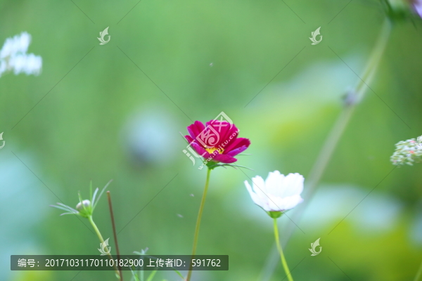 格?；? title=
