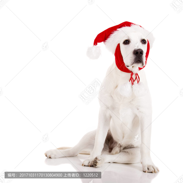 動物