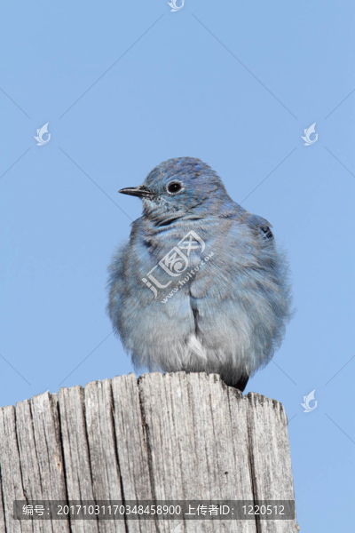 藍鳥