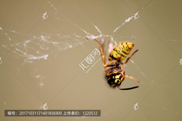 昆蟲