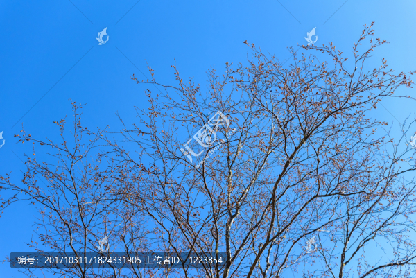 樹(shù)枝背景