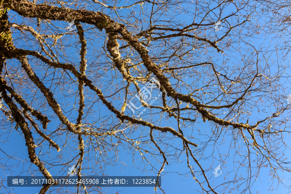 樹枝背景