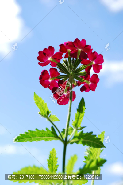 花卉