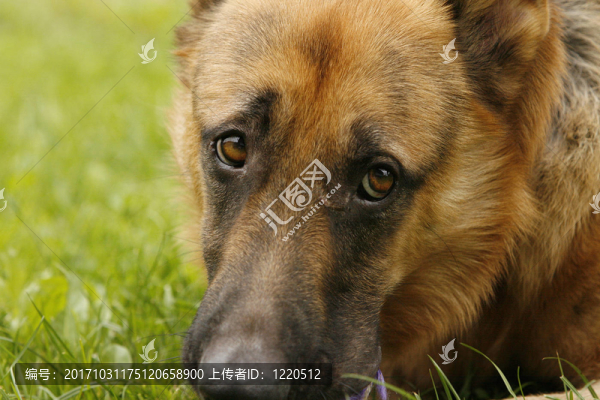 德國(guó)牧羊犬