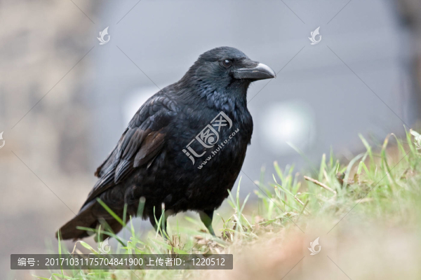 carrioncrow