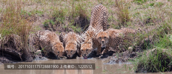 獵豹
