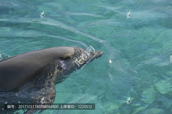 野生動(dòng)物