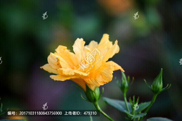 花卉,花草,溫室