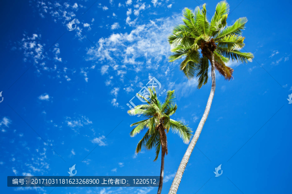 藍