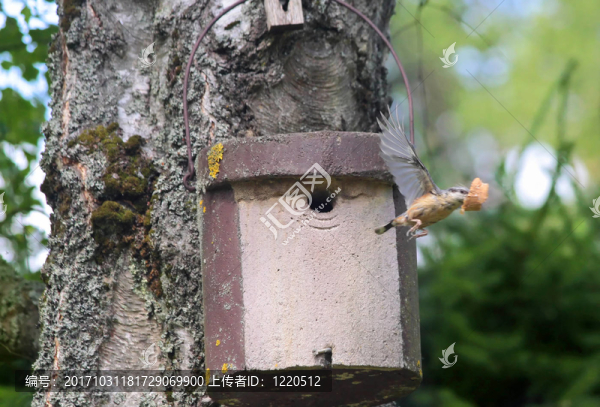 年輕的鳥鳥舍
