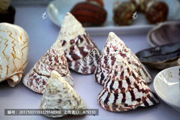 貝殼,海螺,擺件,藝術(shù),海洋