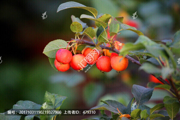 果樹,果子,果,紅果