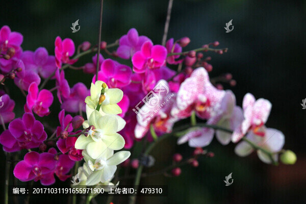 蝴蝶蘭,蝴蝶蘭素材